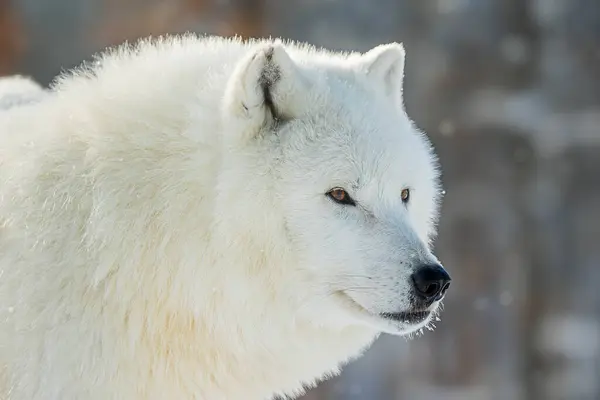 Lobo Ártico Canis Lupus Arctos Retrato Detallado —  Fotos de Stock