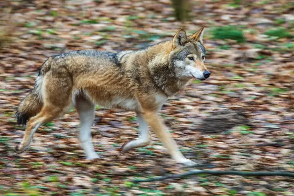 Male Eurasian Wolf Canis Lupus Lupus Running Fast — Stock Photo, Image