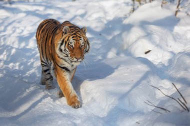 Erkek Sibirya kaplanı (Panthera tigris tigris) karla yaklaşıyor