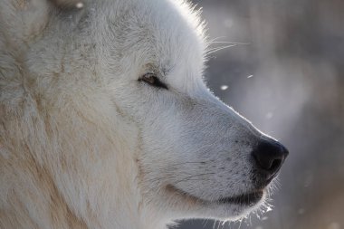 Baş bölümünün Kutup Kurdu (Canis lupus arctos) detayı