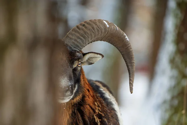 Mouflon Macho Ovis Aries Musimon Uma Subespécie Selvagem Ovelha Doméstica — Fotografia de Stock