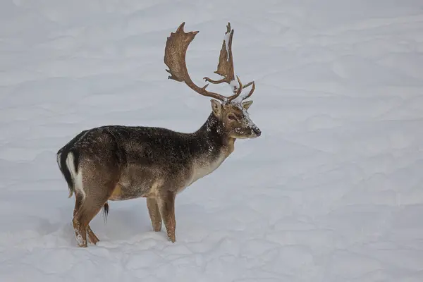 European Fallow Deer Dama Dama Also Known Common Fallow Deer — Stock Photo, Image