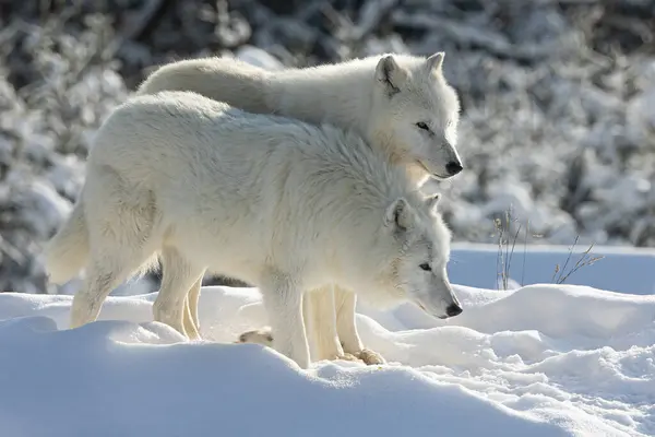 Sarkvidéki Farkas Canis Lupus Arctos Két Testvér — Stock Fotó