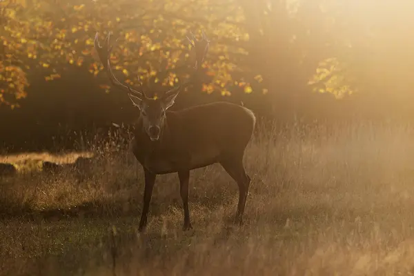 Red Deer Cervus Elaphus Deer Rut Roars Richmond Park Strong — Stock Photo, Image