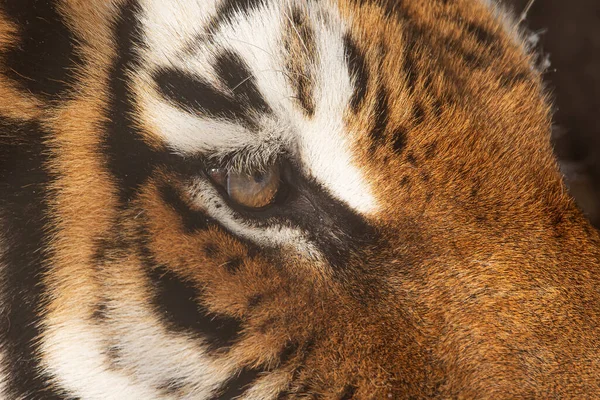 Sibirischer Tiger Panthera Tigris Tigris Detail Zum Auge — Stockfoto