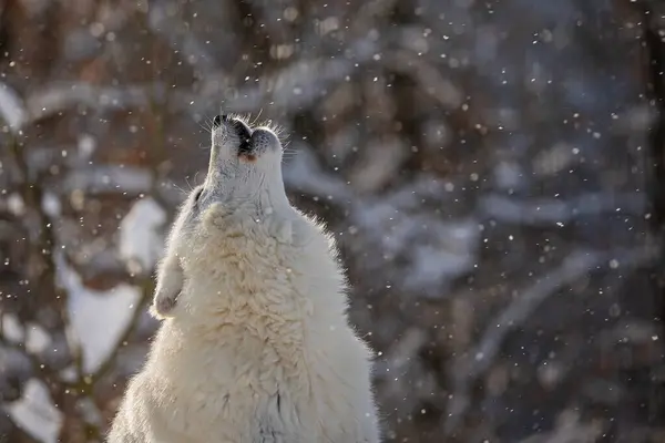 北极狼 Canis Lupus Arctos 在降雪时嚎叫的细节 — 图库照片
