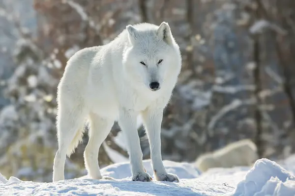 Arctic Wolf Canis Lupus Arctos Portrait Snow — Stock Photo, Image