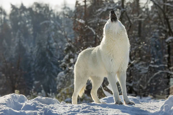 Arktický Vlk Canis Lupus Arctos Vyje Zimní Krajině — Stock fotografie