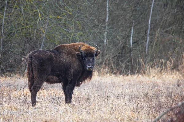 Avrupa bizonu (Bison bonasus) ya da çalılıklardaki Avrupa ahşap bizonu