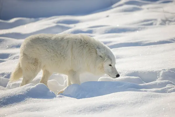 Arctic Wolf Canis Lupus Arctos Wading Deep Snow — Stock Photo, Image