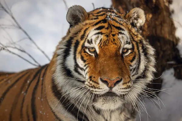 Male Siberian Tiger Panthera Tigris Tigris Very Close Portrait — Stock Photo, Image