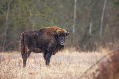 Avrupa bizonu (Bison bonasus) veya Avrupa ahşap bizonu