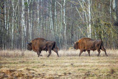 Avrupa bizonu (Bison bonasus) veya Avrupa ahşap bizonu
