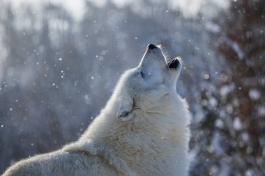 Kuzey Kutbu Kurdu (Canis lupus arctos), uluyan baştaki detay