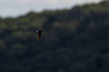 Batılı Martin Evi (Delichon urbicum), bazen sıradan ev Martin, kuzey ev Martin ya da özellikle Avrupa 'da sadece ev Martin olarak adlandırılır.