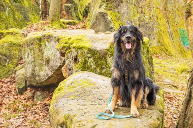 Erkek, siyah ve altın rengi Hovie köpeği Hovawart taşların üzerinde oturuyor.