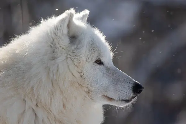 Arctic Wolf Canis Lupus Arctos Close Portrait — Stock Photo, Image