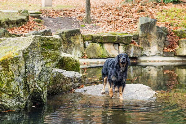 Rüde Schwarz Gold Hovie Hund Hovawart Der Nähe Des Wassers — Stockfoto