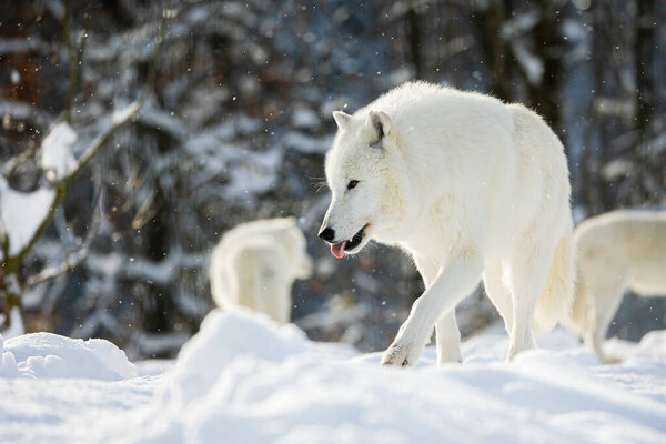 Arctic wolf (Canis lupus arctos) pack during snowfall
