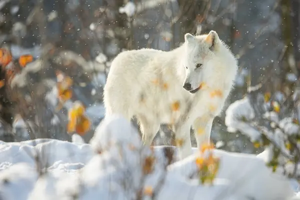 Arktik Kurt Canis Lupus Arctos Kardaki Çalıların Arkasında — Stok fotoğraf