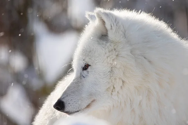 Arctische Wolf Canis Lupus Arctos Kop Van Dichtbij — Stockfoto