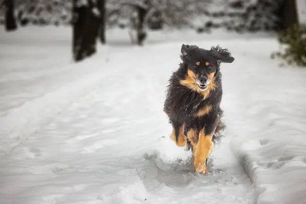 在雪地里跑来跑去的黑色和金色的公狗 — 图库照片