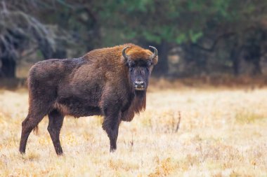 Avrupa bizonu (Bison bonasus) veya Bialowieza Ormanı 'ndaki Avrupa odun bizonu