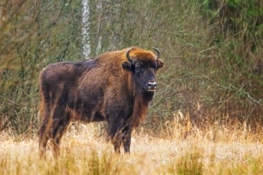 Avrupa bizonu (Bison bonasus) veya Bialowieza Ormanı 'ndaki Avrupa odun bizonu