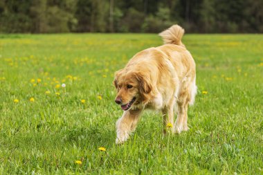 Çimlerde altın Hovie