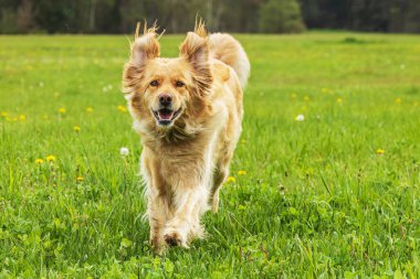 Altın rengi Hovie koşarken çok komik.