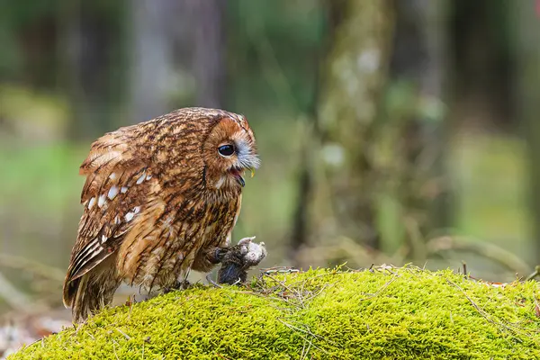 Tawny Owl Strix Aluco Has Caught Mouse — Stock Photo, Image