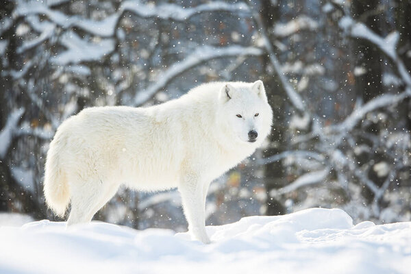 Arctic wolf (Canis lupus arctos) in the silent winter forest in the snow
