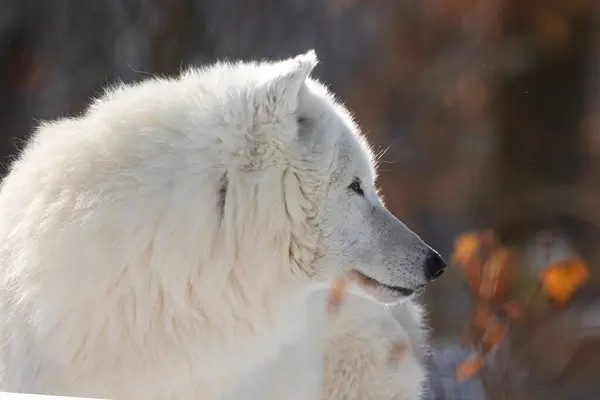 Obraz Arktického Vlka Canis Lupus Arctos Zimě Barevným Pozadím — Stock fotografie