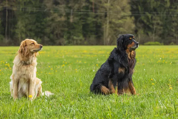男性黒と金のホビット犬ホバート — ストック写真