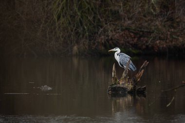 Güzel gri balıkçıl (Ardea cinerea) ava hazır.