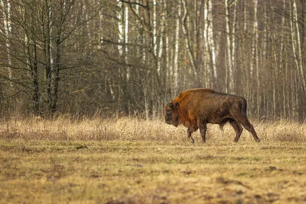 The European bison (Bison bonasus) or the European wood bison herd by the woods goes around the birch trees