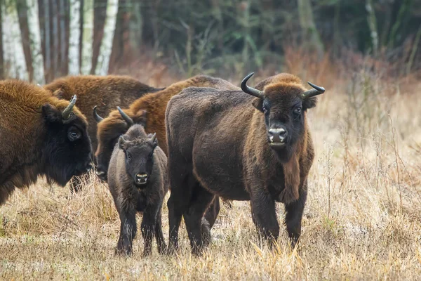 The European bison (Bison bonasus) or the European wood bison herd by the woods herd with young