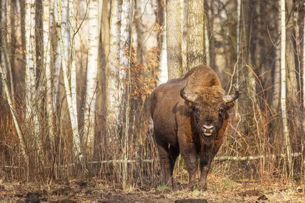 The European bison (Bison bonasus) or the European wood bison herd by the woods