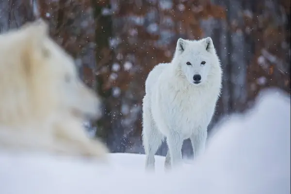 Arctic Wolf Canis Lupus Arctos Pack Winter — Stock Photo, Image