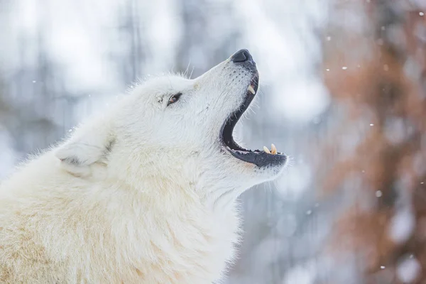 Arctische Wolf Canis Lupus Arctos Detail Van Een Huilende Wolf — Stockfoto