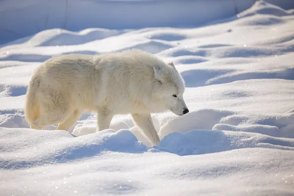 Arktický Vlk Canis Lupus Arctos Kráčející Sněhu — Stock fotografie