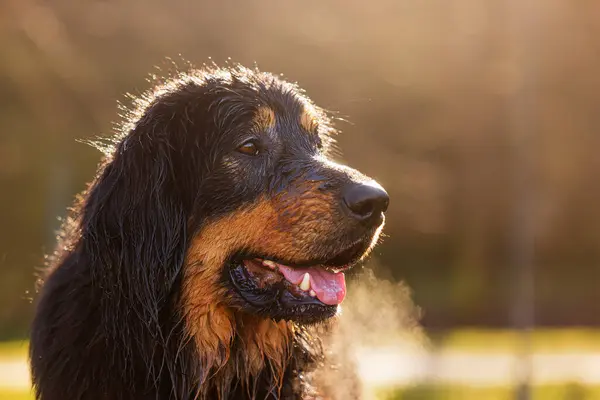 Erkek Siyah Altın Rengi Hovie Köpeği Işığa Karşı Hovawart Portresi — Stok fotoğraf