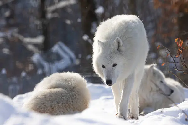 Arctische Wolf Canis Lupus Arctos Verpakken Samen — Stockfoto