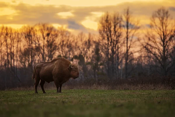 male The European bison (Bison bonasus) or the European wood bison the beginning of sunset
