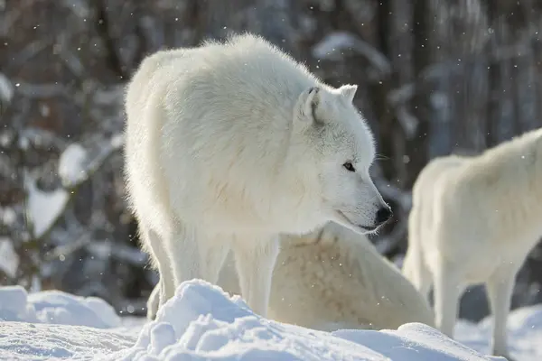 北极狼 Canis Lupus Arctos 在一个狼群中 — 图库照片