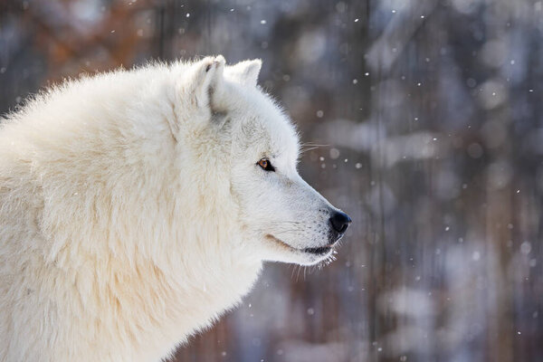 Arctic wolf (Canis lupus arctos) head detail