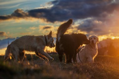 Erkek, siyah ve altın rengi Hovie köpeği Hovawart ve far ışığında hoplayan iki golden retriever.
