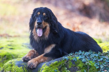 Erkek siyah ve altın rengi Hovie köpeği Hovawart heybetli portre uzanmış yatıyor.