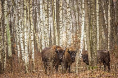 Avrupa bizonu (bizon bonasus) ya da Avrupa ağaç bizonu huş ağaçları arasında gizlidir.