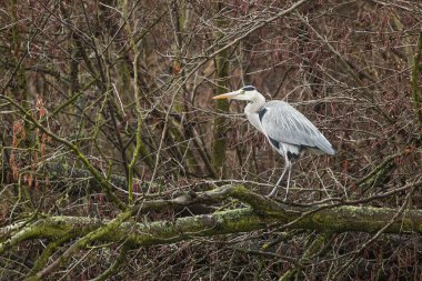 Güzel gri balıkçıl (Ardea cinerea) ağaçta pusuda bekliyor.